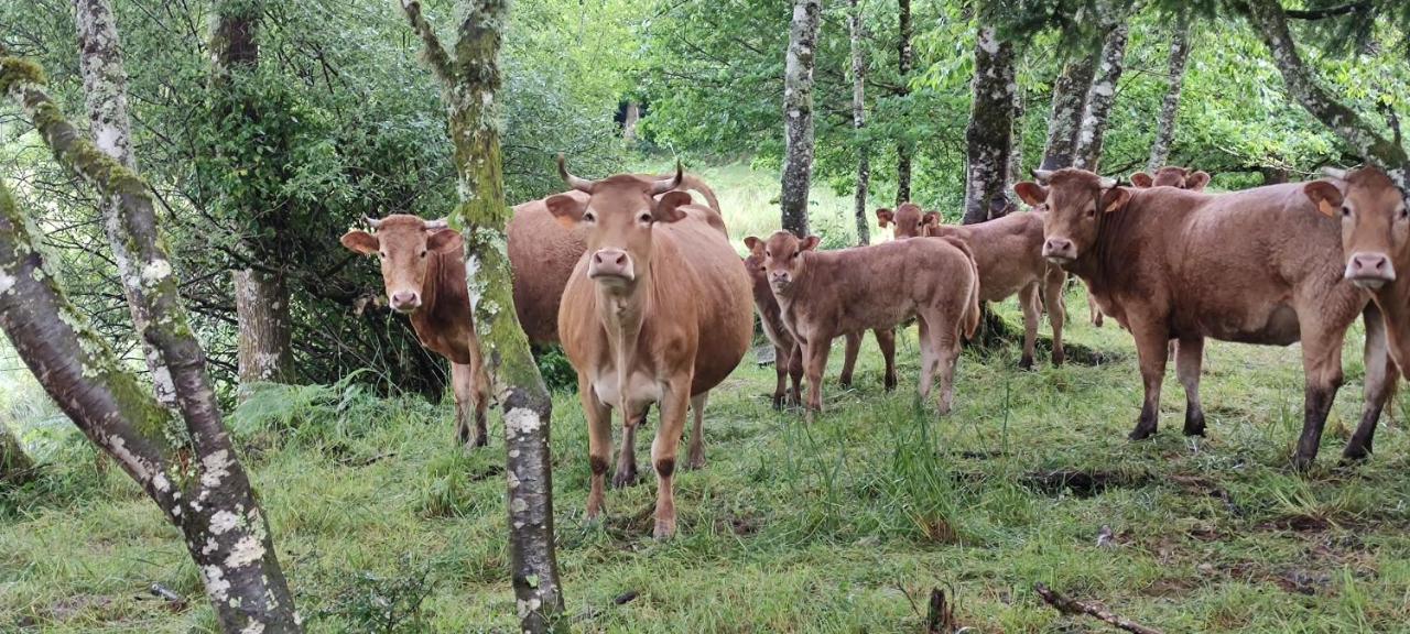 Le Pas Du Loup Vila Royere-de-Vassiviere Exterior foto